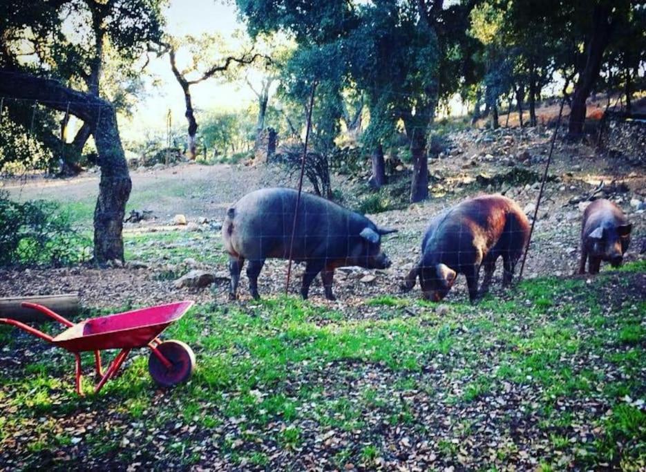 Casa Rural Alicia كورتيغانا المظهر الخارجي الصورة