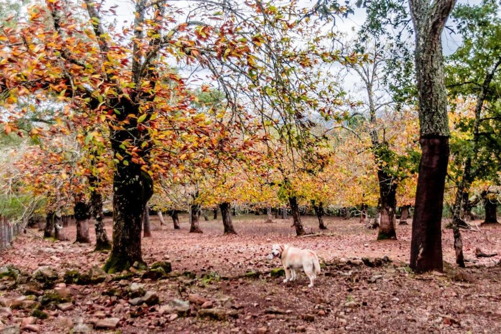 Casa Rural Alicia كورتيغانا المظهر الخارجي الصورة